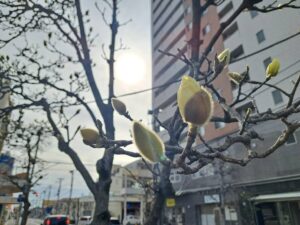 街路樹のハクモクレンが咲き始める